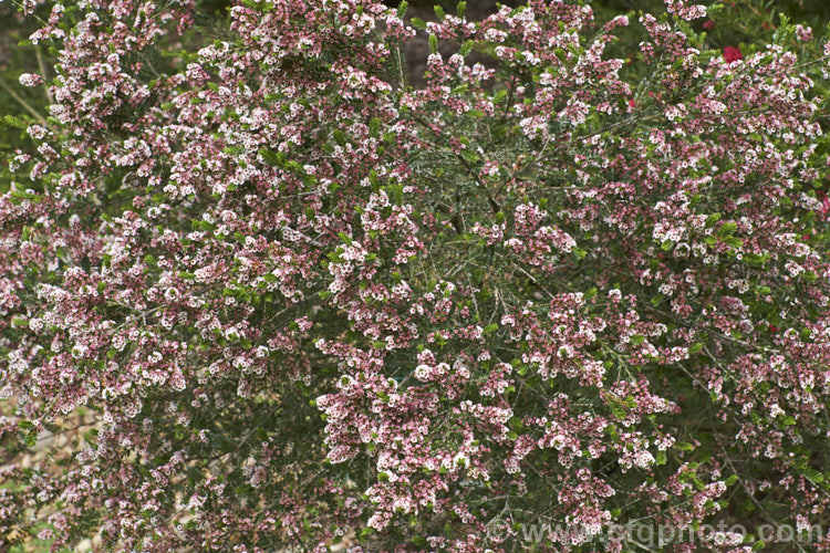 Grampians. Thryptomene (<i>Thryptomene calycina</i>), an evergreen, late winter- to spring-flowering 15-18m high shrub native to western Victoria, Australia, particularly the Grampian region. The flowers open white from pink-tinted buds and often develop pink tones as they age. thryptomene-2918htm'>Thryptomene. .