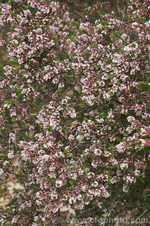 Grampians. Thryptomene (<i>Thryptomene calycina</i>), an evergreen, late winter- to spring-flowering 15-18m high shrub native to western Victoria, Australia, particularly the Grampian region. The flowers open white from pink-tinted buds and often develop pink tones as they age. thryptomene-2918htm'>Thryptomene. .