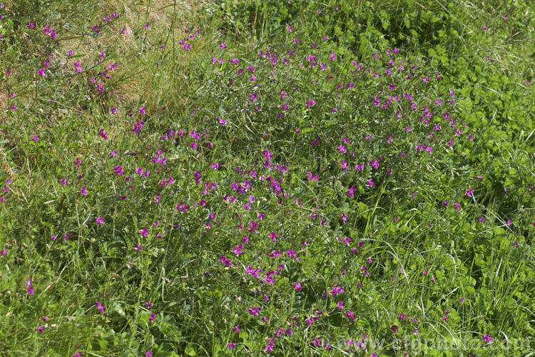 Common Vetch (<i>Vicia sativa</i>), a spring-flowering perennial legume originally native to Eurasia but now widespread and considered a weed in many areas. vicia-3388htm'>Vicia.