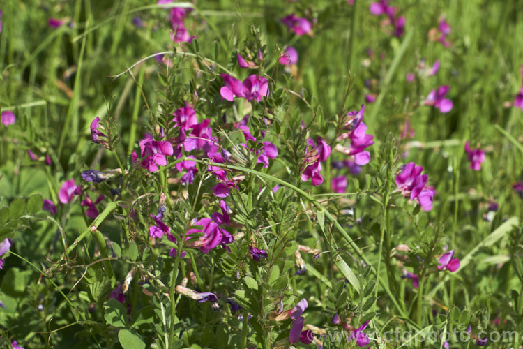 Common Vetch (<i>Vicia sativa</i>), a spring-flowering perennial legume originally native to Eurasia but now widespread and considered a weed in many areas. vicia-3388htm'>Vicia.