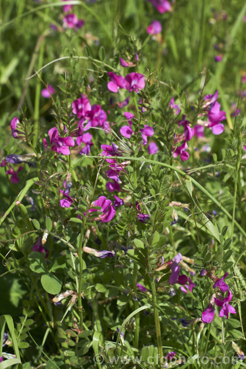 Common Vetch (<i>Vicia sativa</i>), a spring-flowering perennial legume originally native to Eurasia but now widespread and considered a weed in many areas. vicia-3388htm'>Vicia.
