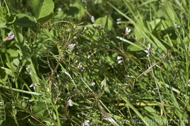 Hairy Vetch or Tiny. Vetch (<i>Vicia hirsuta</i>), a small, scrambling, spring-flowering annual or biennial with minute white to mauve flowers that are followed by small, downy seedpods. Originally Eurasian, it is now widespread and a minor weed in many areas. vicia-3388htm'>Vicia.