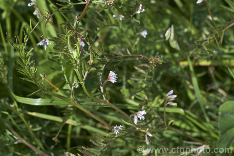 Hairy Vetch or Tiny. Vetch (<i>Vicia hirsuta</i>), a small, scrambling, spring-flowering annual or biennial with minute white to mauve flowers that are followed by small, downy seedpods. Originally Eurasian, it is now widespread and a minor weed in many areas. vicia-3388htm'>Vicia.