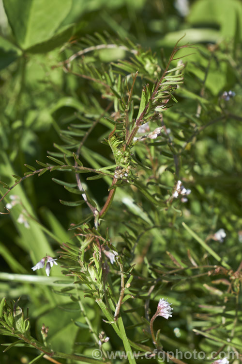 Hairy Vetch or Tiny. Vetch (<i>Vicia hirsuta</i>), a small, scrambling, spring-flowering annual or biennial with minute white to mauve flowers that are followed by small, downy seedpods. Originally Eurasian, it is now widespread and a minor weed in many areas. vicia-3388htm'>Vicia.