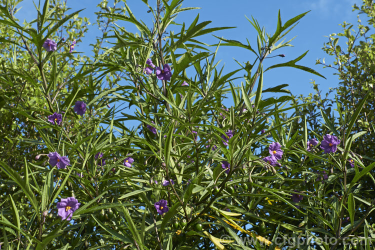 Poroporo (<i>Solanum aviculare</i>), an evergreen spring- to summer-flowering shrub native to New Zealand, found throughout the North Island and the northern South Island It grows to around 3m tall and the flowers are followed by fleshy ovoid berries that are orange when ripe