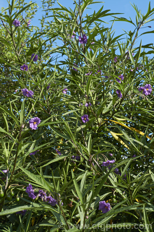 Poroporo (<i>Solanum aviculare</i>), an evergreen spring- to summer-flowering shrub native to New Zealand, found throughout the North Island and the northern South Island It grows to around 3m tall and the flowers are followed by fleshy ovoid berries that are orange when ripe