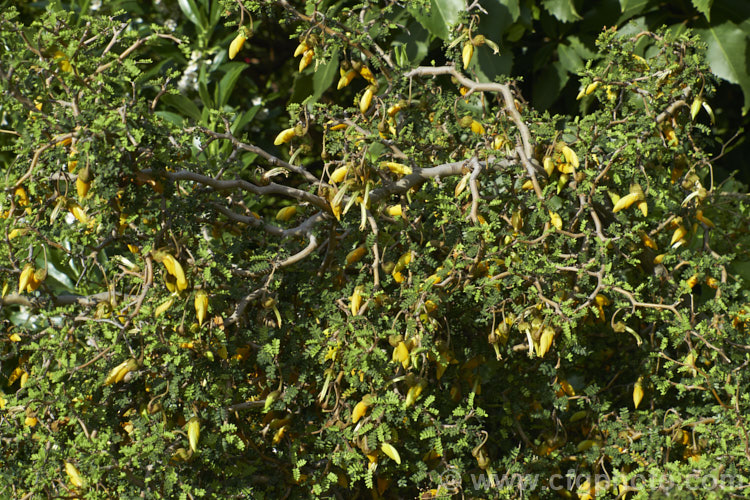 Prostrate Kowhai (<i>Sophora prostrata</i>), a low-growing, ground-hugging shrub with a divaricating growth habit. Native to rocky areas of the eastern South Island of New Zealand, it bears small golden flowers in spring. In sheltered locations it has a more upright habit and can grow to 15m tall sophora-2142htm'>Sophora.