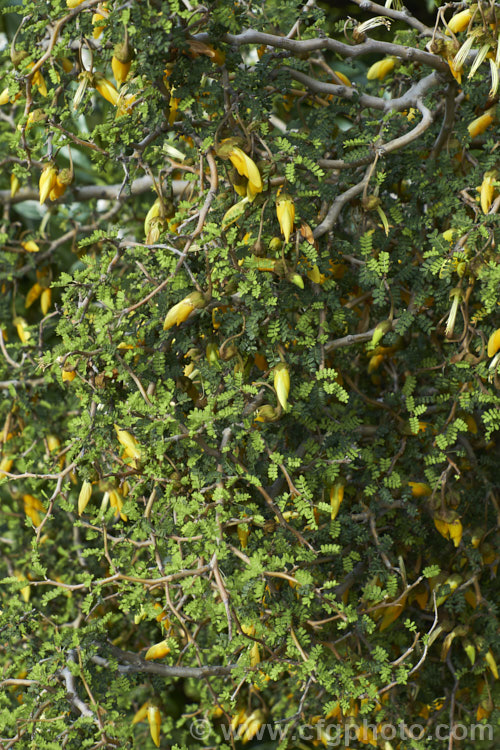 Prostrate Kowhai (<i>Sophora prostrata</i>), a low-growing, ground-hugging shrub with a divaricating growth habit. Native to rocky areas of the eastern South Island of New Zealand, it bears small golden flowers in spring. In sheltered locations it has a more upright habit and can grow to 15m tall sophora-2142htm'>Sophora.
