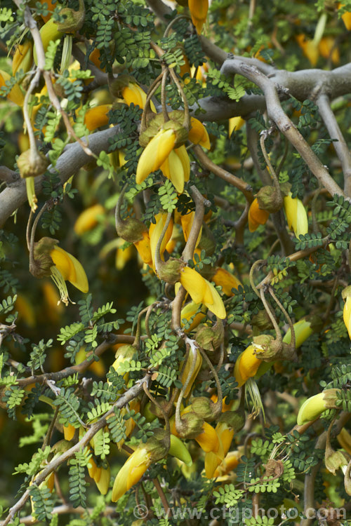 Prostrate Kowhai (<i>Sophora prostrata</i>), a low-growing, ground-hugging shrub with a divaricating growth habit. Native to rocky areas of the eastern South Island of New Zealand, it bears small golden flowers in spring. In sheltered locations it has a more upright habit and can grow to 15m tall sophora-2142htm'>Sophora.