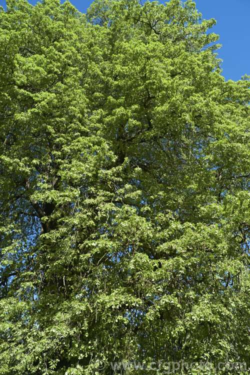 Weeping Lime (<i>Tilia 'Petiolaris'), an old cultivar, probably of garden origin, it is thought to be a form of the Silver Lime or White Lime (<i>Tilia tomentosa</i>) and it certainly has downy, pale young foliage reminiscent of that species. Order: Malvales, Family: Malvaceae
