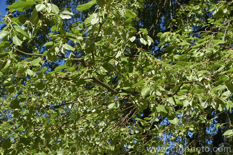 Weeping Lime (<i>Tilia 'Petiolaris'), an old cultivar, probably of garden origin, it is thought to be a form of the Silver Lime or White Lime (<i>Tilia tomentosa</i>) and it certainly has downy, pale young foliage reminiscent of that species. Order: Malvales, Family: Malvaceae