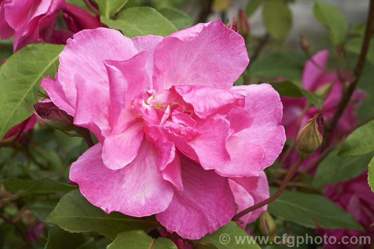Rosa 'Papa Gontier', a Tea rose raised by Gilbert. Nabonnand of France in 1883. It flowers early and heavily but the individual blooms do not last long. Order: Rosales, Family: Rosaceae