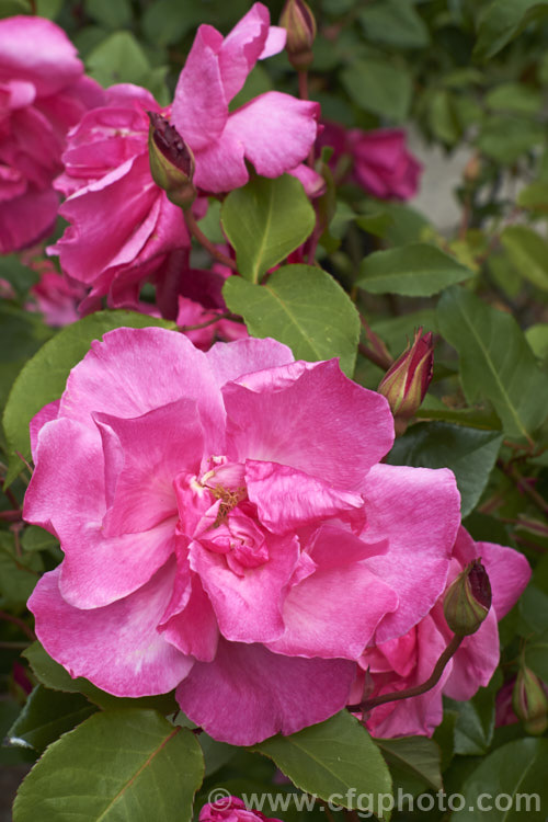 Rosa 'Papa Gontier', a Tea rose raised by Gilbert. Nabonnand of France in 1883. It flowers early and heavily but the individual blooms do not last long. Order: Rosales, Family: Rosaceae