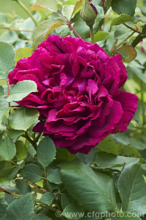 Rosa 'Surpassing. Beauty of Wolverstone' (syn 'Wolverstone. Church. Rose'), a Hybrid Perpetual rose of unknown origins discovered in the United Kingdom by Humphrey. Brooke and introduced by Beales in 1980. The dark, loose fully double flowers appear early and are strongly scented. Order: Rosales, Family: Rosaceae