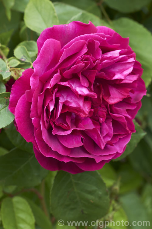Rosa 'Surpassing. Beauty of Wolverstone' (syn 'Wolverstone. Church. Rose'), a Hybrid Perpetual rose of unknown origins discovered in the United Kingdom by Humphrey. Brooke and introduced by Beales in 1980. The dark, loose fully double flowers appear early and are strongly scented. Order: Rosales, Family: Rosaceae