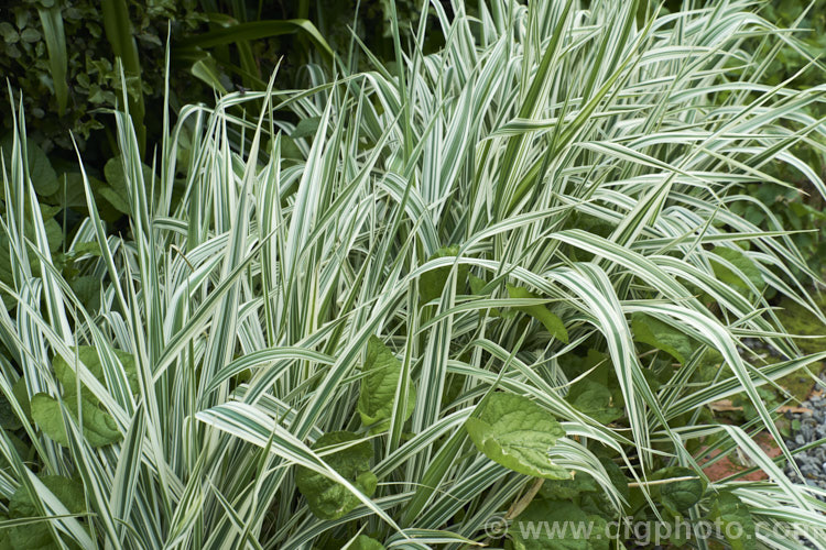 Phalaris arundinacea 'Dwarf Garters', a strongly white-variegated cultivar of Reed. Canary. Grass or Gardener's Garters, a bamboo-like grass native to Eurasia and North America 'Dwarf Garters' is very similar to the cultivar 'Picta' but grows to only 30cm tall, as opposed to over 1 metre. phalaris-3211htm'>Phalaris. .