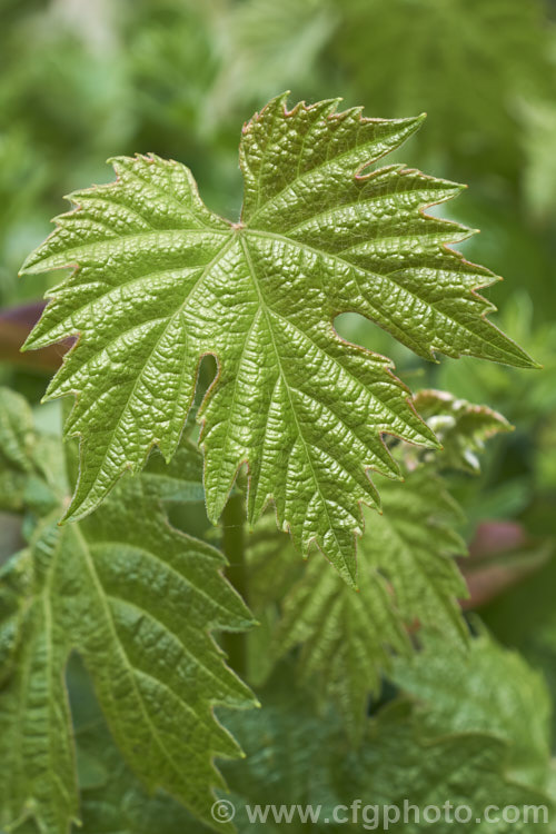 A young leaf of the common wine grape (<i>Vitis vinifera</i>), a Eurasian deciduous vine, grown for its vivid autumn foliage.