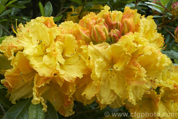 Rhododendron (deciduous azalea</i>) 'Cross. Hills. Frills', a large-flowered Ilam hybrid raised at Cross. Hills. Garden and Nursery, Kimbolton, New Zealand