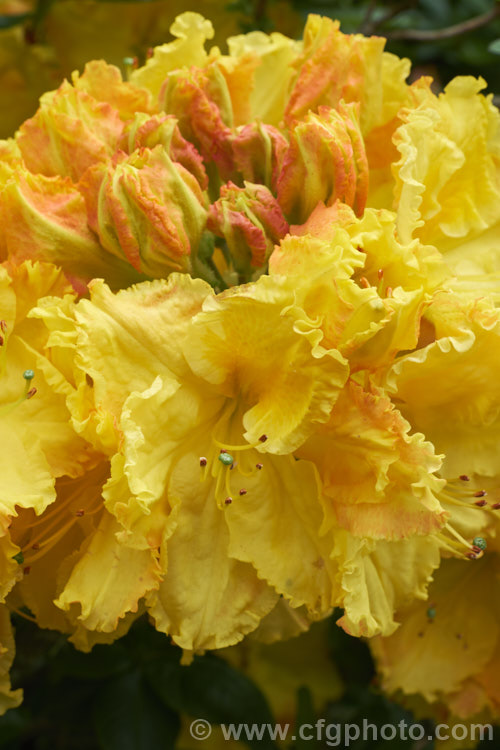 Rhododendron (deciduous azalea</i>) 'Cross. Hills. Frills', a large-flowered Ilam hybrid raised at Cross. Hills. Garden and Nursery, Kimbolton, New Zealand
