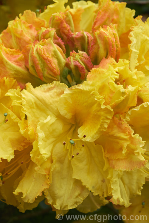 Rhododendron (deciduous azalea</i>) 'Cross. Hills. Frills', a large-flowered Ilam hybrid raised at Cross. Hills. Garden and Nursery, Kimbolton, New Zealand