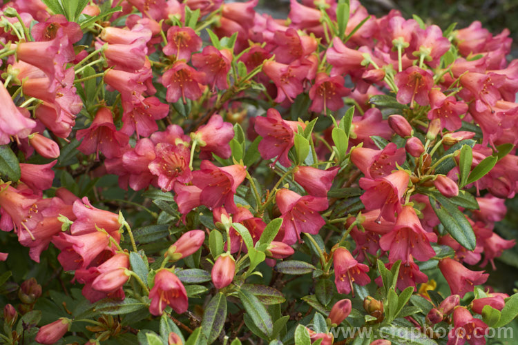 Rhododendron campylogynum var. myrtilloides (syn. Rhododendron myrtilloides</i>), a vdery small natural variety of an alpine rhododendron native to the Himalayas, where it occurs at elevations of 3000-4200m. Its small thimble- to bell-shaped flowers occur in a range of colours. Those of var. myrtilloides tend to be pink, sometimes with orange tones