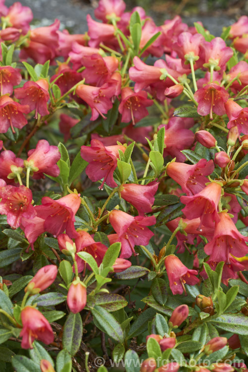 Rhododendron campylogynum var. myrtilloides (syn. Rhododendron myrtilloides</i>), a vdery small natural variety of an alpine rhododendron native to the Himalayas, where it occurs at elevations of 3000-4200m. Its small thimble- to bell-shaped flowers occur in a range of colours. Those of var. myrtilloides tend to be pink, sometimes with orange tones