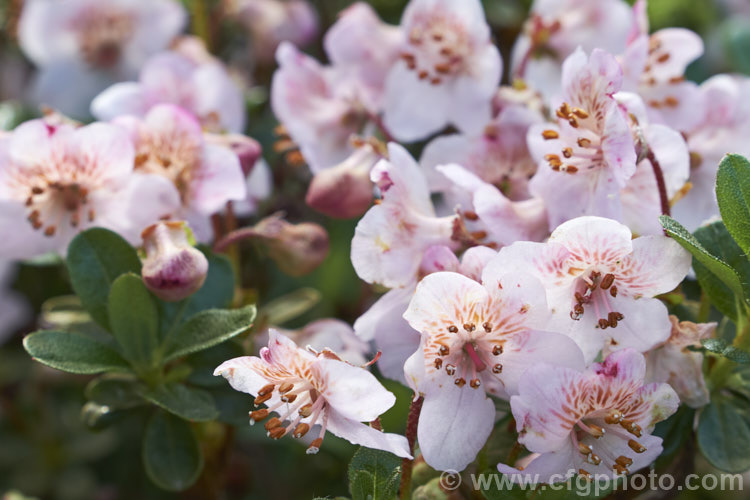 Rhododendron lepidotum var. chloranthum (syn. Rhododendron lepidotum var. elaeagnoides</i>), a creamy white-flowered form of a twiggy evergreen shrub found in the Himalayas at altitudes up to 5,000m. The plant grows to around 50cm high and wide, with leaves that are very small and covered with fine rusty scales