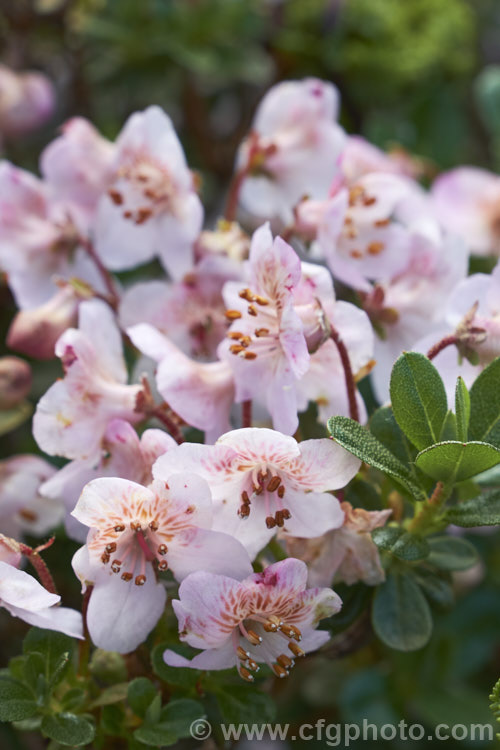 Rhododendron lepidotum var. chloranthum (syn. Rhododendron lepidotum var. elaeagnoides</i>), a creamy white-flowered form of a twiggy evergreen shrub found in the Himalayas at altitudes up to 5,000m. The plant grows to around 50cm high and wide, with leaves that are very small and covered with fine rusty scales