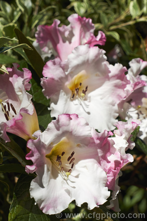 Rhododendron edgeworthii, an evergreen, spring-flowering shrub native to southwestern China and neighbouring parts of the Himalayan region. It grows to 25m tall, has heavily puckered leaves with dense indumentum on the undersides, and its large white and pink flowers are scented. This species was a parent of many of the first fragrant-flowered rhododendron hybrids