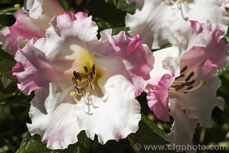 Rhododendron edgeworthii, an evergreen, spring-flowering shrub native to southwestern China and neighbouring parts of the Himalayan region. It grows to 25m tall, has heavily puckered leaves with dense indumentum on the undersides, and its large white and pink flowers are scented. This species was a parent of many of the first fragrant-flowered rhododendron hybrids