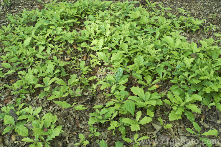 Massed seedlings of the Turkey Oak (<i>Quercus cerris</i>), a deciduous tree, up to 40m tall, native to central and southern Europe and western Asia