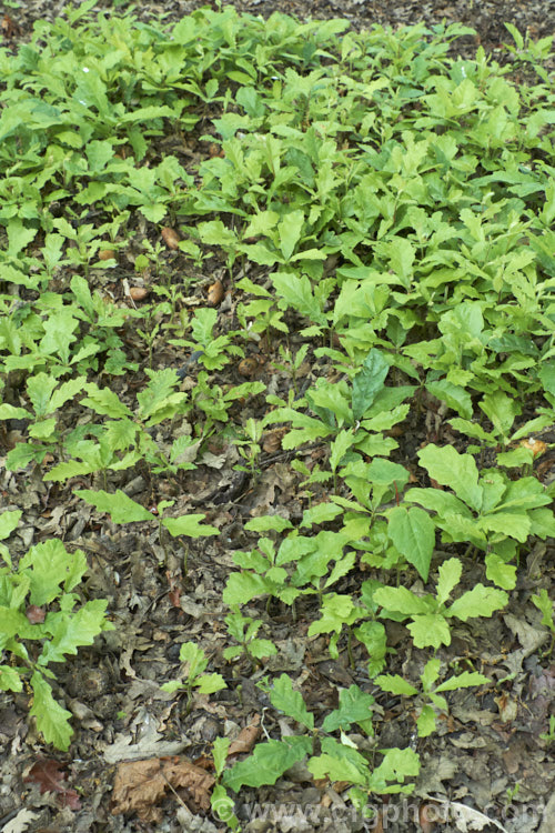Massed seedlings of the Turkey Oak (<i>Quercus cerris</i>), a deciduous tree, up to 40m tall, native to central and southern Europe and western Asia