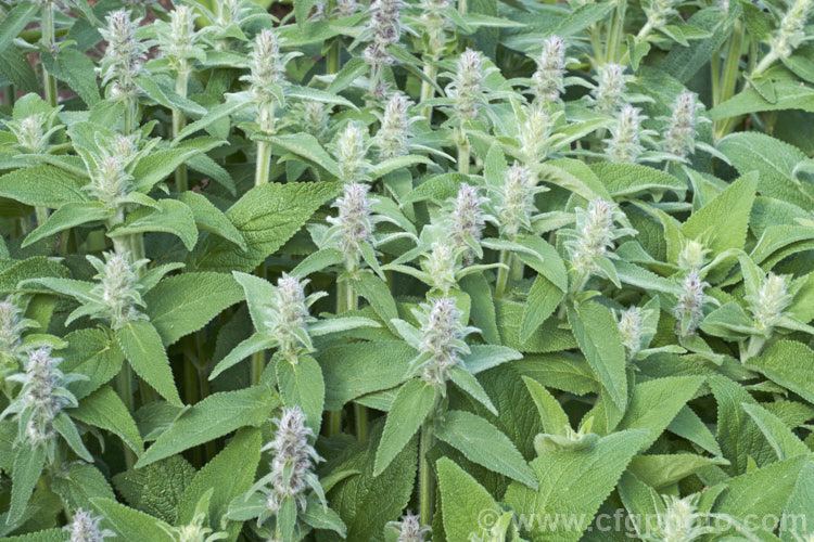 Stachys cretica subsp. cassia, a form of a 20-80cm high, clump-forming, summer-flowering perennial native to southern Europe. Its small flowers are rose pink to pale lavender