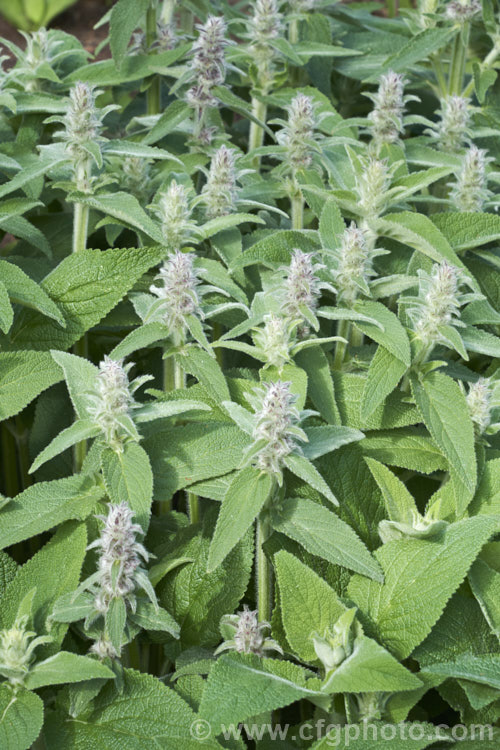 Stachys cretica subsp. cassia, a form of a 20-80cm high, clump-forming, summer-flowering perennial native to southern Europe. Its small flowers are rose pink to pale lavender