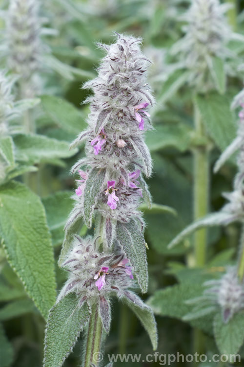 Stachys cretica subsp. cassia, a form of a 20-80cm high, clump-forming, summer-flowering perennial native to southern Europe. Its small flowers are rose pink to pale lavender