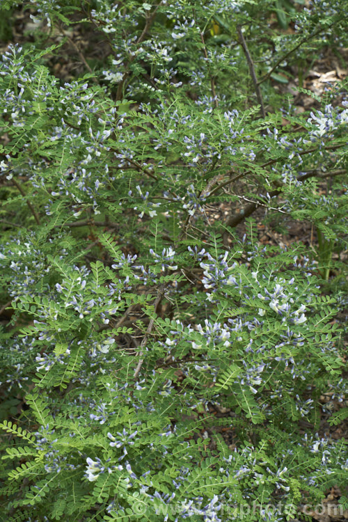 David's Mountain Laurel (<i>Sophora davidii</i>), a spiny, deciduous, spring- to early summer-flowering shrub native to southwestern China. It with grow to around 25m high and wide and the flowers are followed by an abundance of small jointed seedpods. sophora-2142htm'>Sophora.