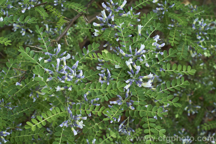 David's Mountain Laurel (<i>Sophora davidii</i>), a spiny, deciduous, spring- to early summer-flowering shrub native to southwestern China. It with grow to around 25m high and wide and the flowers are followed by an abundance of small jointed seedpods. sophora-2142htm'>Sophora.