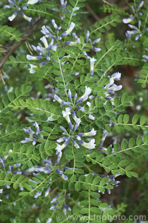 David's Mountain Laurel (<i>Sophora davidii</i>), a spiny, deciduous, spring- to early summer-flowering shrub native to southwestern China. It with grow to around 25m high and wide and the flowers are followed by an abundance of small jointed seedpods. sophora-2142htm'>Sophora.