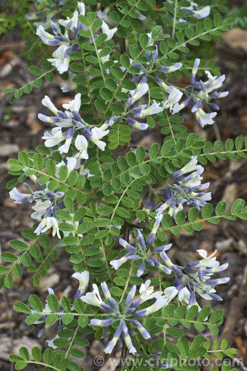 David's Mountain Laurel (<i>Sophora davidii</i>), a spiny, deciduous, spring- to early summer-flowering shrub native to southwestern China. It with grow to around 25m high and wide and the flowers are followed by an abundance of small jointed seedpods. sophora-2142htm'>Sophora.