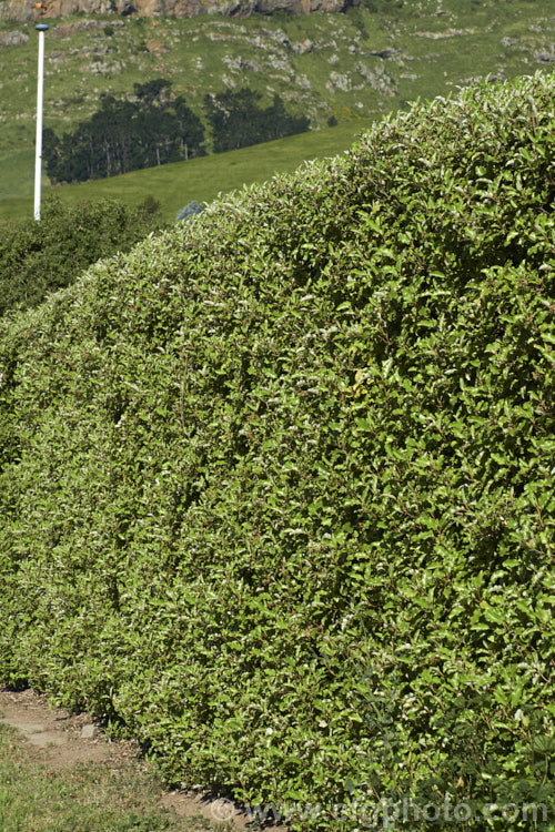 A hedge of Akiraho (<i>Olearia paniculata</i>), a 2-6m tall evergreen shrub native to New Zealand. The clusters of tiny flowers shown here open in autumn and are very fragrant. This species is a popular hedging plant. Order: Asterales, Family: Asteraceae