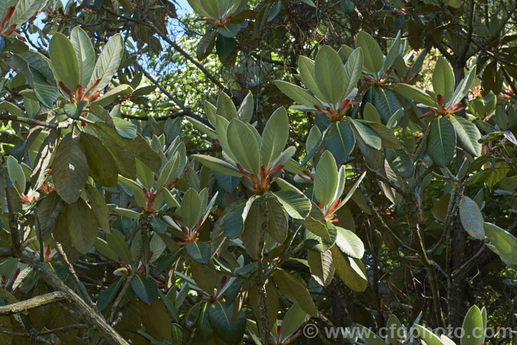 Rhododendron macabeanum, an early-flowering, large-leafed grande series species from north-east. India It has a tree-like habit and grows to around 15m tall with leaves up to 25cm long. The flower colour ranges from pale cream to primrose yellow