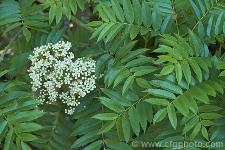 Sorbus randaiensis, a small deciduous tree up to 8m tall, native to the mountains of Taiwan. Its spring-borne heads of small cream flowers are followed by orange-red berries. The fruit matures in autumn and usually last well into winter. sorbus-2143htm'>Sorbus.