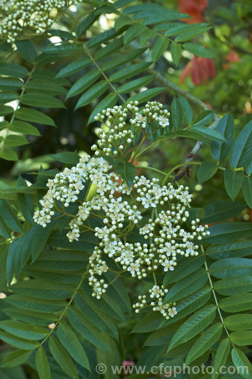 Sorbus randaiensis, a small deciduous tree up to 8m tall, native to the mountains of Taiwan. Its spring-borne heads of small cream flowers are followed by orange-red berries. The fruit matures in autumn and usually last well into winter. sorbus-2143htm'>Sorbus.