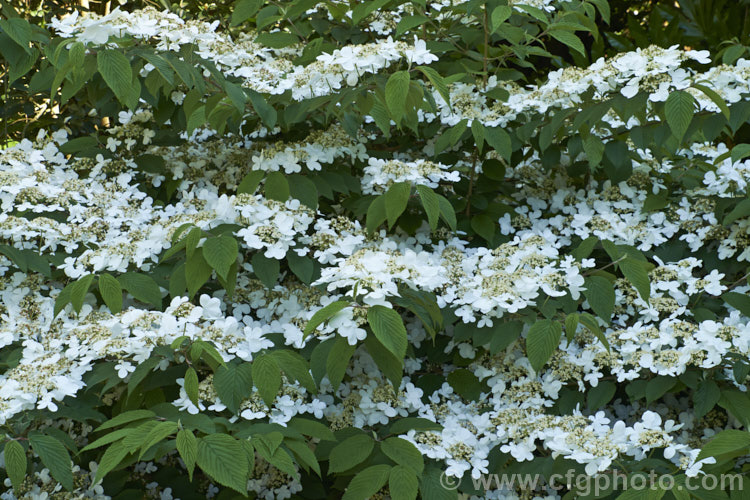 Viburnum plicatum 'Mariesii', a form of a common. Chinese and Japanese spring-flowering deciduous shrub in which the branches are strongly horizontal, creating a tiered effect. viburnum-2081htm'>Viburnum.. viburnum-2081htm'>Viburnum. <a href='adoxaceae-plant-family-photoshtml'>Adoxaceae</a>.
