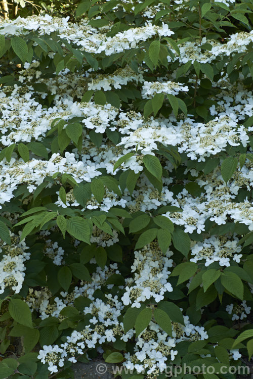 Viburnum plicatum 'Mariesii', a form of a common. Chinese and Japanese spring-flowering deciduous shrub in which the branches are strongly horizontal, creating a tiered effect. viburnum-2081htm'>Viburnum.. viburnum-2081htm'>Viburnum. <a href='adoxaceae-plant-family-photoshtml'>Adoxaceae</a>.