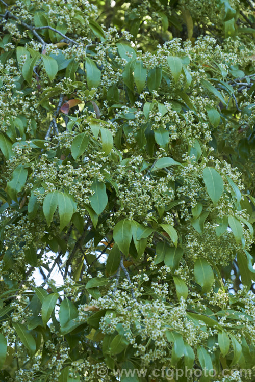 Euonymus lucidus (syn. Euonymus lucida, Euonymus pendulus</i>), an evergreen shrub or tree to 15m tall, native to the Himalayan region of northern India and Pakistan. It has toothed, lance-shaped leaves up to 12cm long and small greenish cream flowers that develop into winged seed capsules. euonymus-2185htm'>Euonymus. <a href='celastraceae-plant-family-photoshtml'>Celastraceae</a>.
