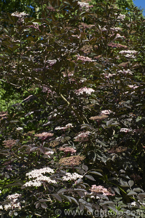 Guincho Purple Elderberry (<i>Sambucus nigra 'Guincho Purple'), a cultivar of a Eurasian deciduous shrub that often naturalises and can become a weed '. Guincho Purple ' differs markedly from the species, being more compact and having very dark purple-bronze foliage with heads of small, white to very pale pink flowers that open from pale pink buds. Abundant very dark fruits follow. The foliage develops red tones in autumn. Order: Dipsacales, Family: Adoxaceae