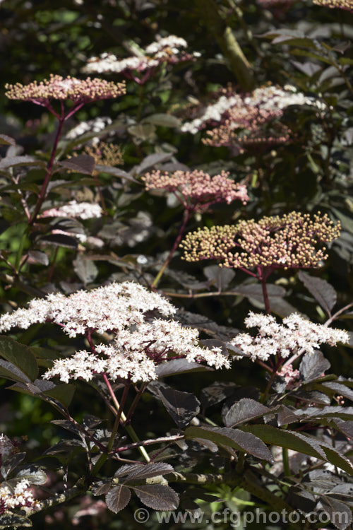 Guincho Purple Elderberry (<i>Sambucus nigra 'Guincho Purple'), a cultivar of a Eurasian deciduous shrub that often naturalises and can become a weed '. Guincho Purple ' differs markedly from the species, being more compact and having very dark purple-bronze foliage with heads of small, white to very pale pink flowers that open from pale pink buds. Abundant very dark fruits follow. The foliage develops red tones in autumn. Order: Dipsacales, Family: Adoxaceae