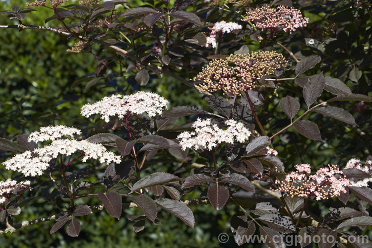 Guincho Purple Elderberry (<i>Sambucus nigra 'Guincho Purple'), a cultivar of a Eurasian deciduous shrub that often naturalises and can become a weed '. Guincho Purple ' differs markedly from the species, being more compact and having very dark purple-bronze foliage with heads of small, white to very pale pink flowers that open from pale pink buds. Abundant very dark fruits follow. The foliage develops red tones in autumn. Order: Dipsacales, Family: Adoxaceae