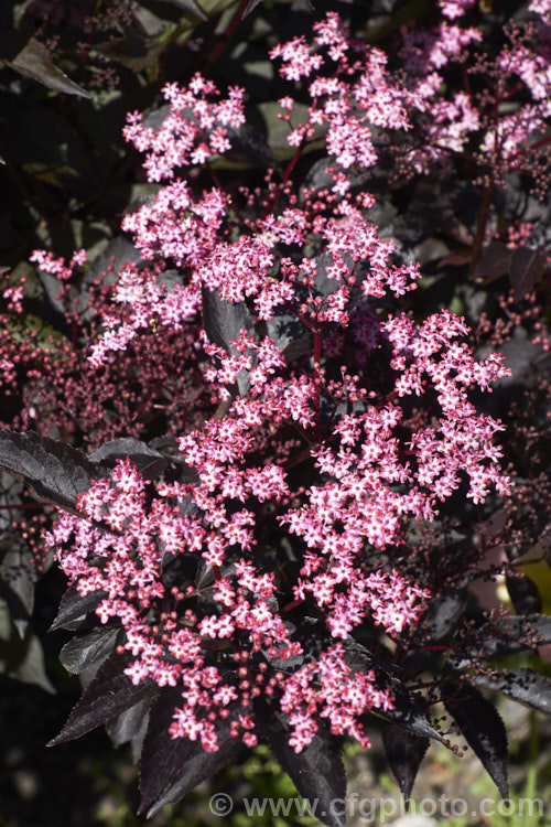 Black Beauty Elderberry (<i>Sambucus nigra 'Black Beauty'), a purple-red foliaged cultivar of a spring-flowering Eurasian deciduous shrub that often naturalises and can become a weed. Its flowers and fruit can be used for wine-making 'Black Beauty' has tiny pink flowers that open from darker buds. The effect is similar to 'Black Lace' except that the leaflets are entire rather than finely divided like those of 'Black Lace'. Order: Dipsacales, Family: Adoxaceae